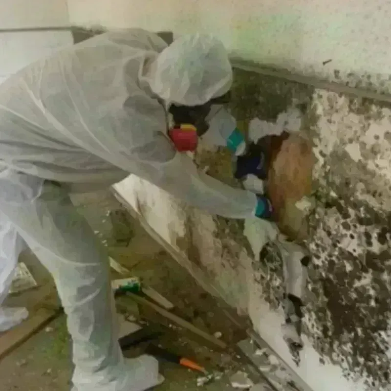 Mold Remediation and Removal in Grant County, WA